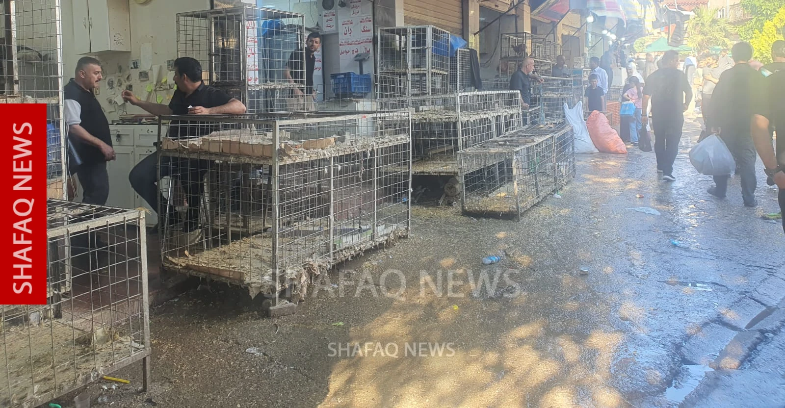 Sulaymaniyah Live Chicken Prices Rise as Stocks Decline Before Eid al-Adha