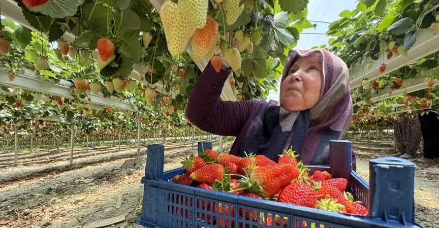 طفرة في صادرات الفراولة التركية.. والعراق ضمن أبرز الأسواق