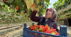 طفرة في صادرات الفراولة التركية.. والعراق ضمن أبرز الأسواق