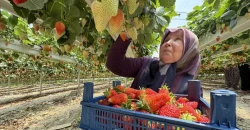 Iraq remains key market for Turkish strawberry exports
