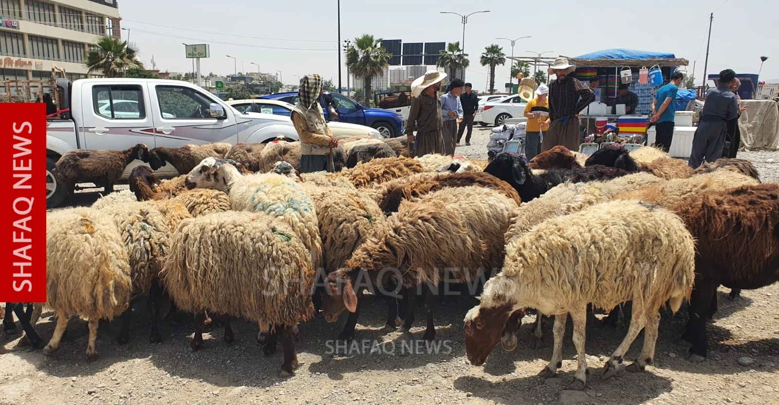 Salary payments revive Eid livestock markets in Al-Sulaymaniyah