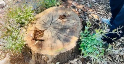 Nineveh initiates legal action over felling of ancient trees in Mosul