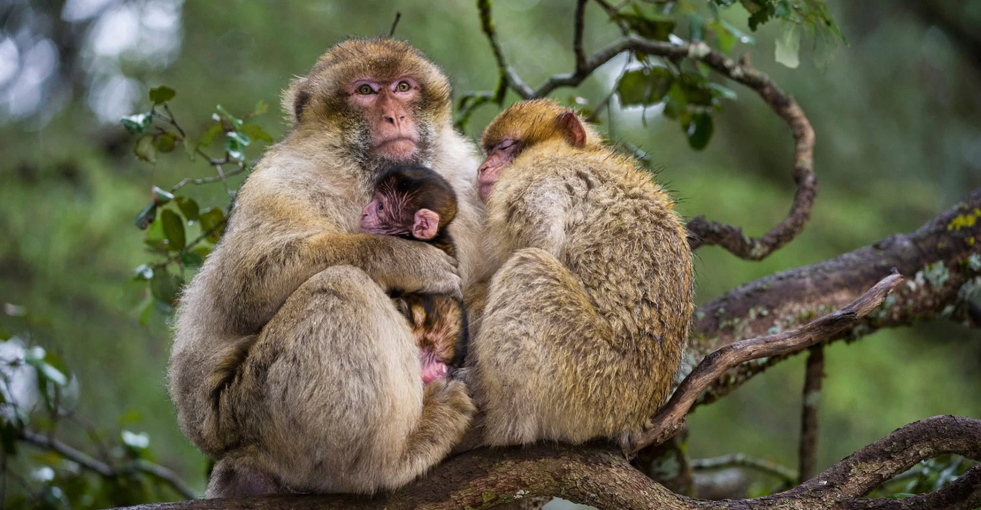 Edinburgh Zoo Worker Loses Discrimination Case Over Monkey Identification