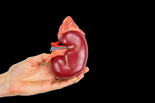 ‏دەرمانیگ نوو ئەرا چارەسەر گورچگ پەیاکریا