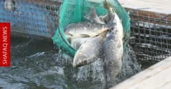 Iraqi fish enters global markets