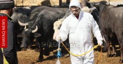 بابل.. إصابات بين المواشي بـ3 أوبئة والبيطرة تؤكد المتابعة (صور)