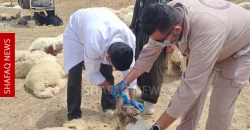 Kirkuk reports second CCHF case of 2026