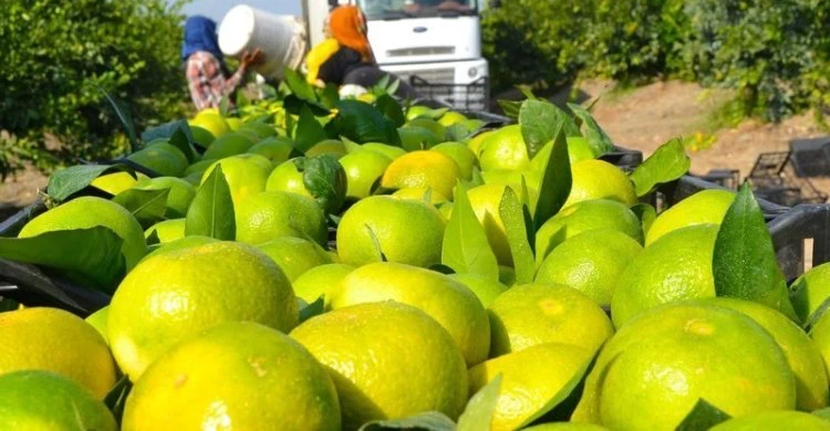 العراق أكبر مستورد لليمون التركي خلال 2025