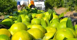 Turkiye's lemon exports to Iraq reach $64M+