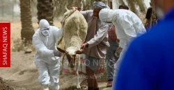 صحة كوردستان تسجل أول إصابتين بالحمى النزفية لهذا العام