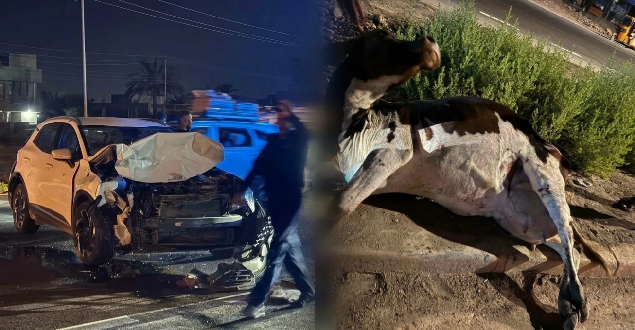 Diyala'de yola çıkan inek kaza yaptırdı: sürücü ağır yaralı