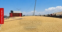 دهوك.. 85% من محصول الحنطة مهدد بعدم الاستلام