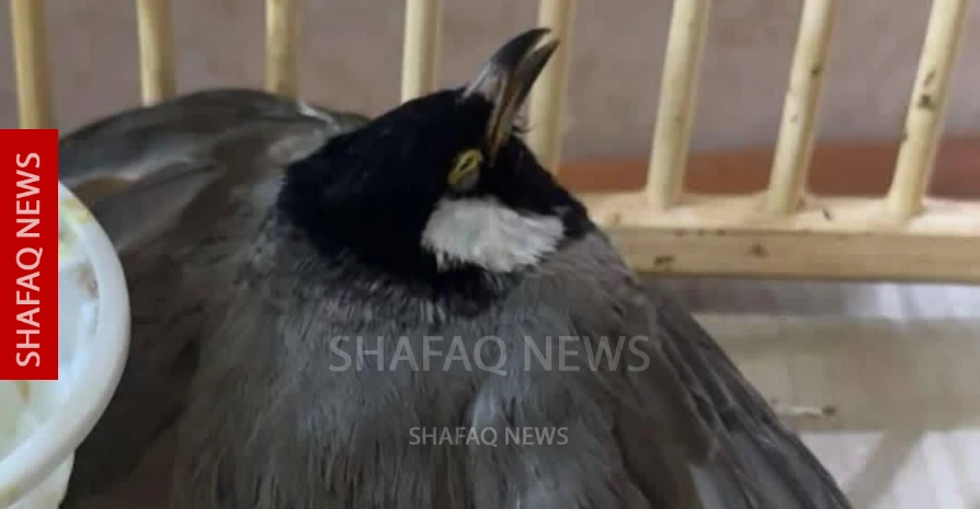 Iraqi family mourns death of pet nightingale kept for a decade