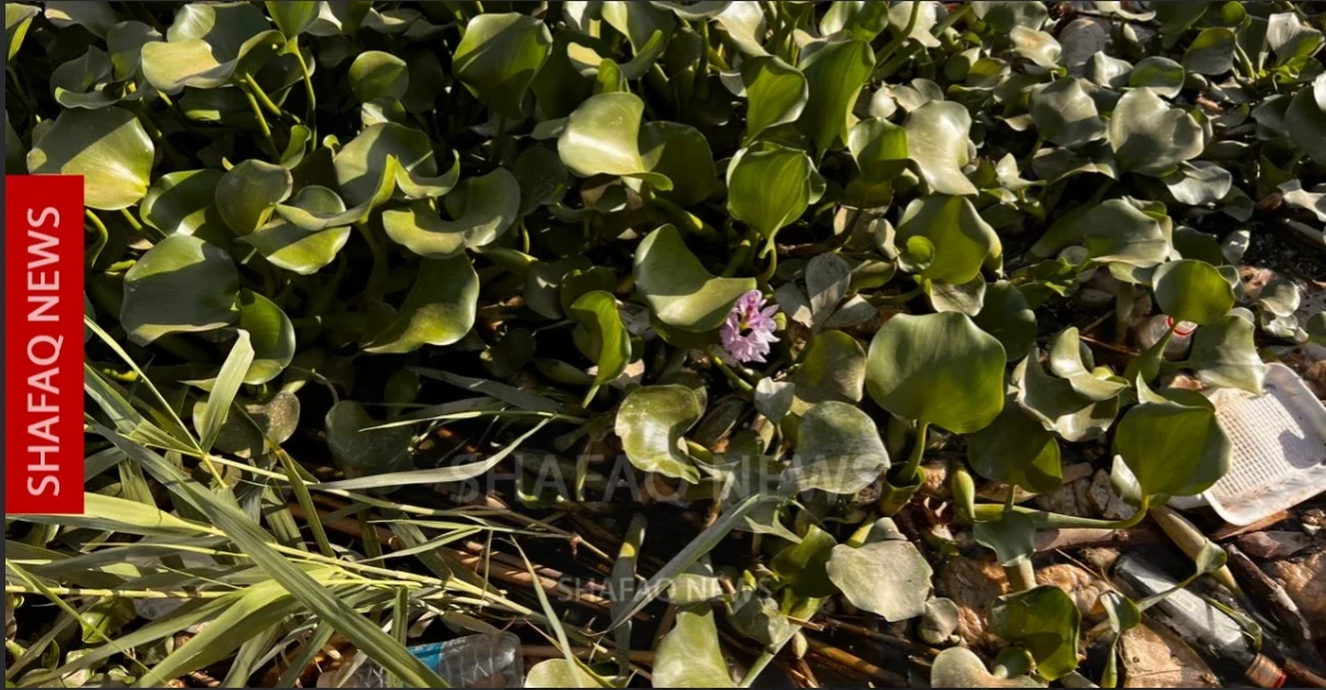 Invasive water hyacinth disrupts waterways in Iraq’s Al-Anbar