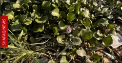 Invasive water hyacinth disrupts waterways in Iraq’s Al-Anbar