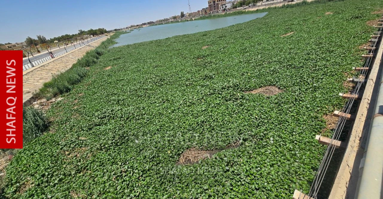 Water hyacinth resurfaces in Euphrates days after cleanup
