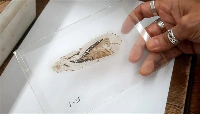 سەدەفیگ ١٢٥ ملیۆن ساڵە پەیا کریا