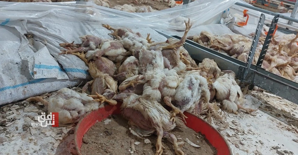 في محافظتين.. إتلاف طنين من الدجاج "غير الصالح" وحريق في كرفانات