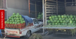 نقابة علوة السليمانية: محصول البطيخ هذا العام خالٍ من الآفات والأمراض