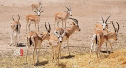 بينها غزال الريم والذئب العراقي.. 134 نوعاً من الأحياء مهددة بالانقراض في العراق