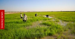 Farmers seek protection for Najaf rice revival