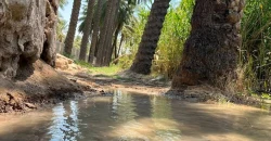 Cross-border river flows revive Iraq’s Diyala orchards