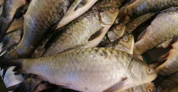 Fish hatchery program strengthens Iraq's fish stocks