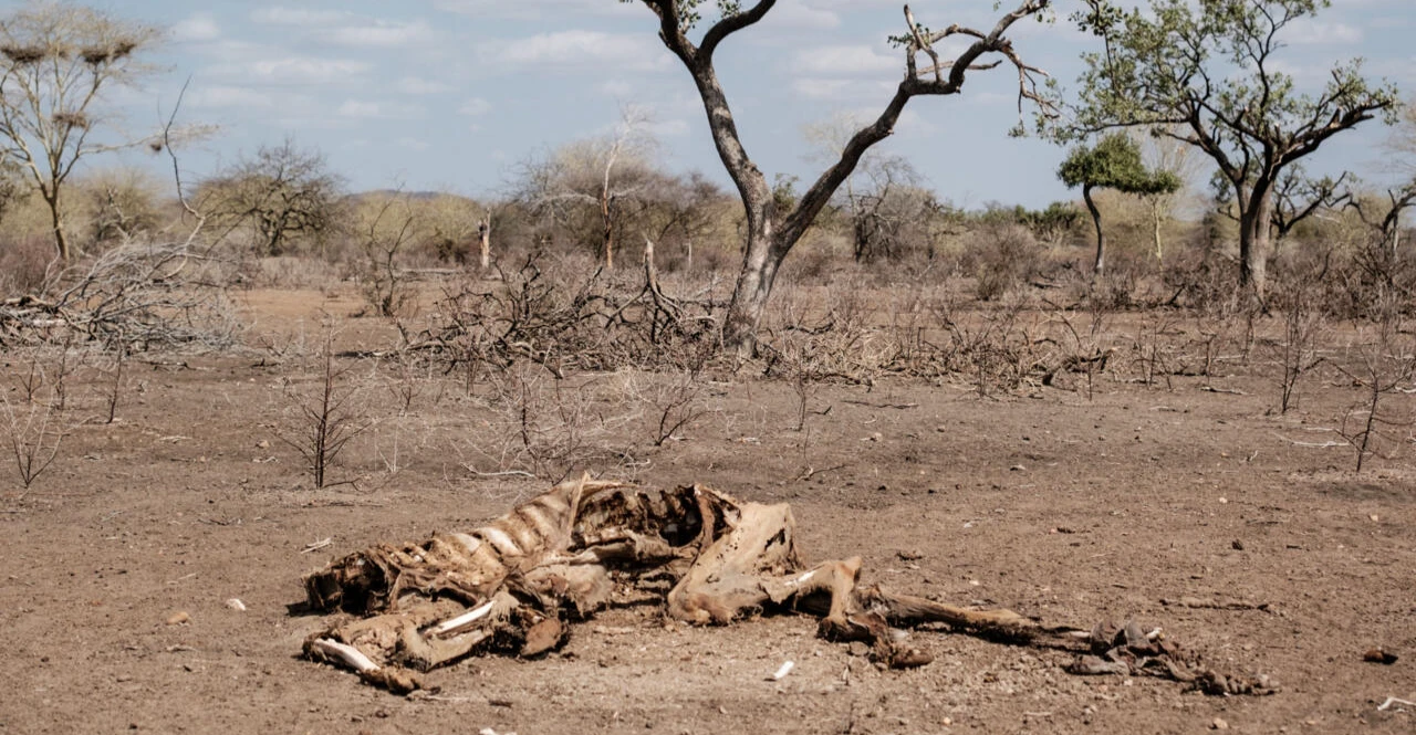Afrika'da süper El Nino: 10-20 milyar dolarlık kayıp uyarısı