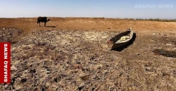 Salinity and drought ravage Iraq’s historic farmlands