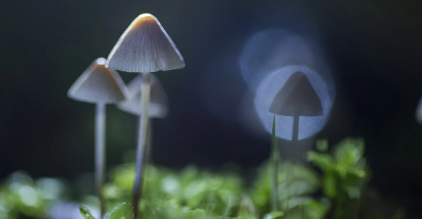 Sihirli etken madde Alzheimer hastasında geçici iyileşme gösterdi