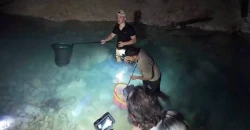 اكتشاف أسماك بلا عيون تحت رمال الأنبار