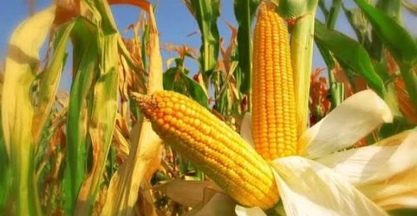 Kerkük, 2026 tarım sezonu için mısır planına 100 bin dönüm ekledi