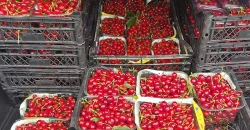 العراق يعزز حضوره بين أبرز أسواق الكرز التركي