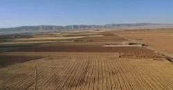 Better rainfall drives Syrian wheat output near domestic needs