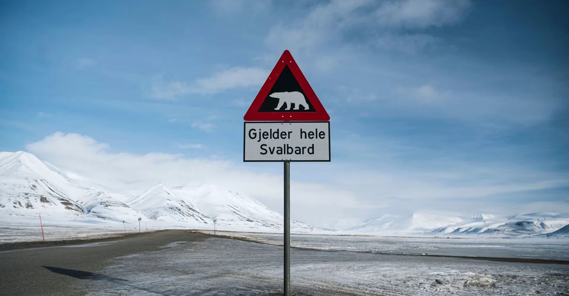 Svalbard'da uyuyan kutup ayısını çıkaran kişiye 50 bin kron ceza