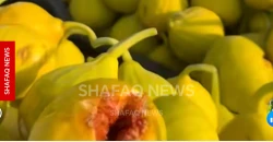 Kirkuk’s fig festival puts local harvest in spotlight