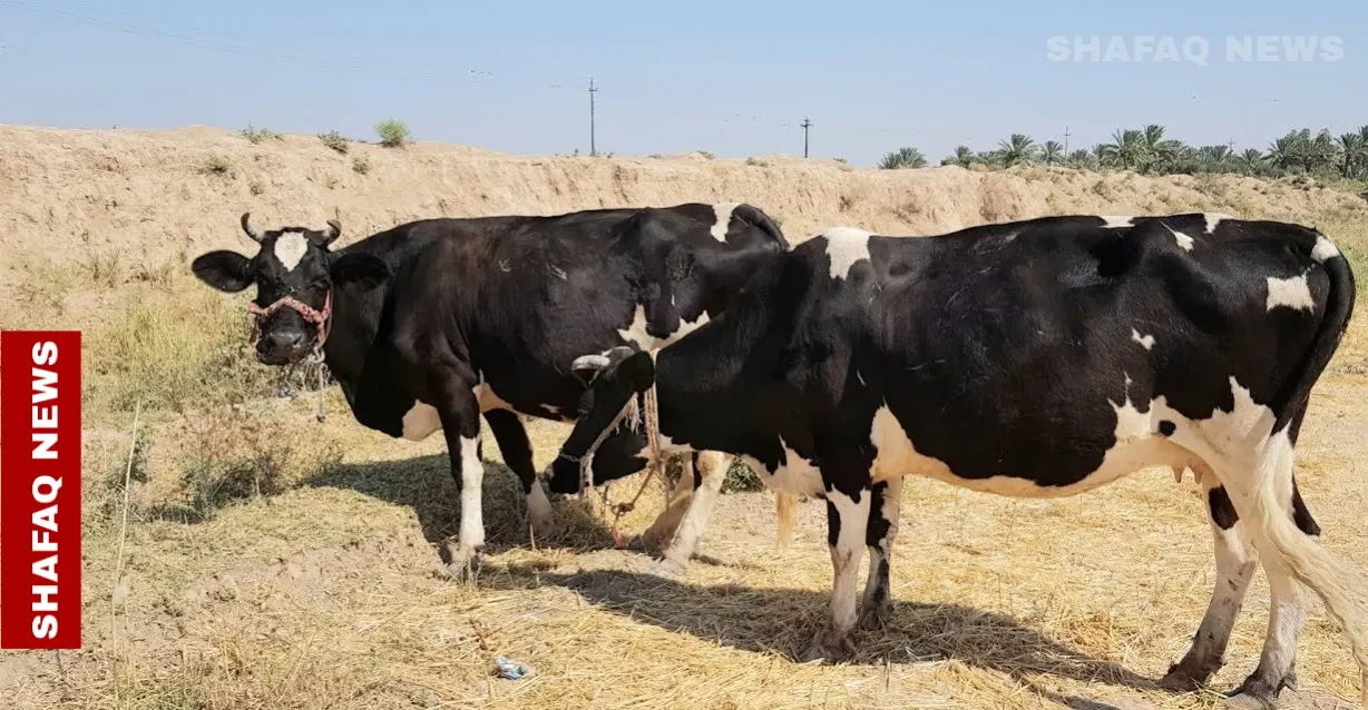 نفوق وفرار عشرات الأبقار.. حادث مروع يلتهم شاحنة على الطريق الدولي جنوبي العراق (فيديو)