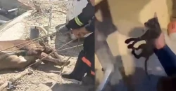 البصرة والديوانية.. إنقاذ قطة وبقرة سقطتا في الصرف الصحي والنهر (فيديو وصور)