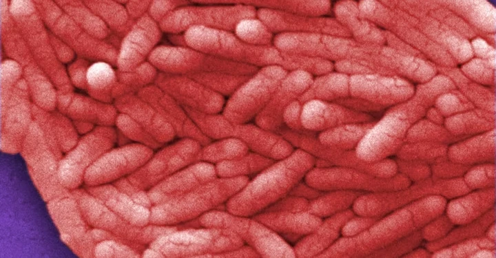Belçika'da salmonella salgınında 306 kişi enfekte oldu