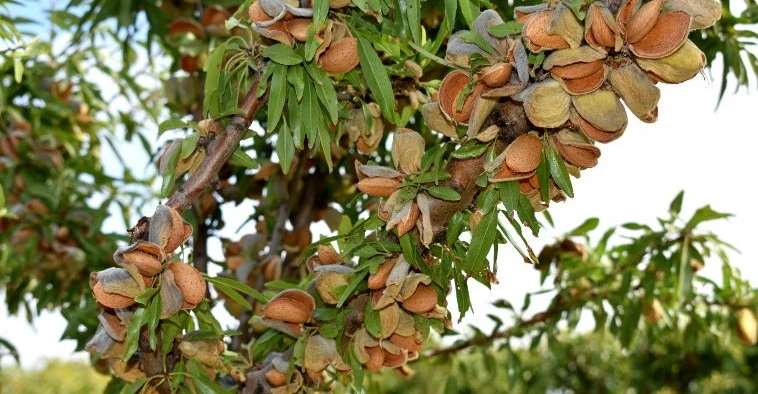 Iran's Kermanshah Farmers Expand Almond Output to Cope With Drought