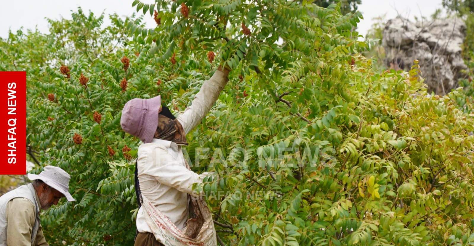 3M+ trees mark Duhok’s sumac harvest season