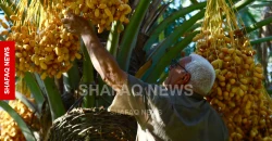 Babil farmers seek support amid falling date prices