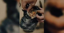 "الفطر السحري" بقبضة الداخلية.. كركوك تلاحق سموماً غريبة في السليمانية (فيديو)