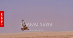 من "الحبارى" إلى "الريم".. كيف تسبب الجفاف والصيد الجائر بإبادة التنوع البري في البادية العراقية؟