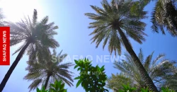 بزيادة 20 ألف طن.. إنتاج تمور ديالى يصل إلى 150 ألف طن الموسم الحالي