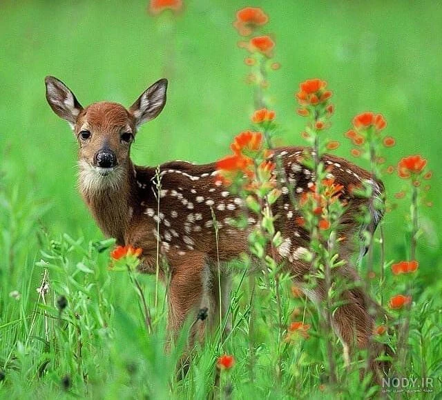کوڵە چیرووک
