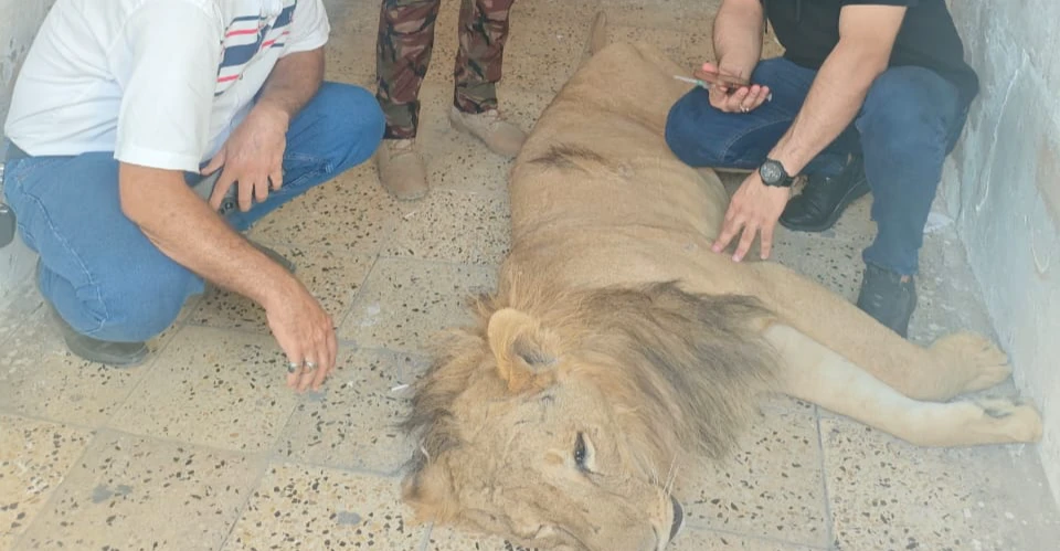 هرب من أحد المنازل.. القوات الأمنية تمسك بأسد في بابل (فيديو)
