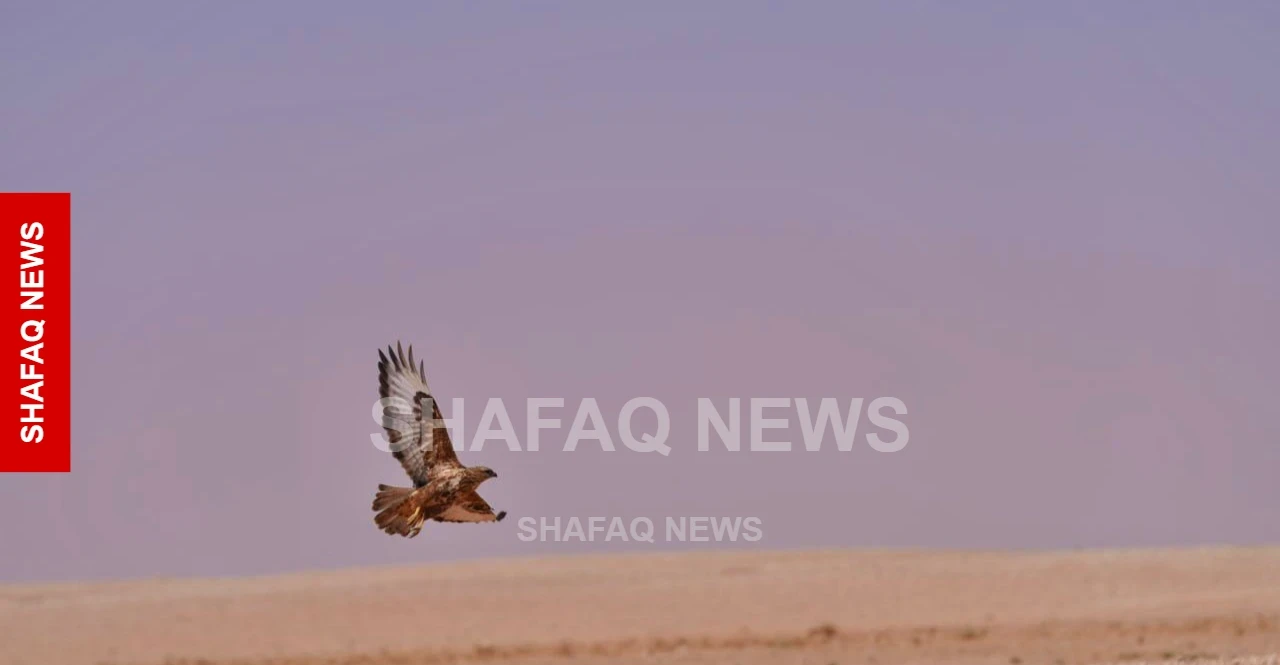 Drought and poaching threaten wildlife in Iraq's desert