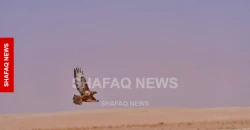 Drought and poaching threaten wildlife in Iraq's desert