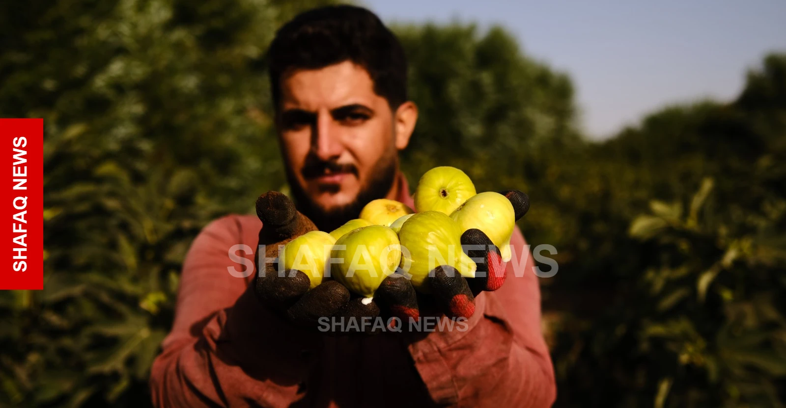 عقرة.. انتعاش في إنتاج التين ومطالب بتوسيع زراعته (صور)